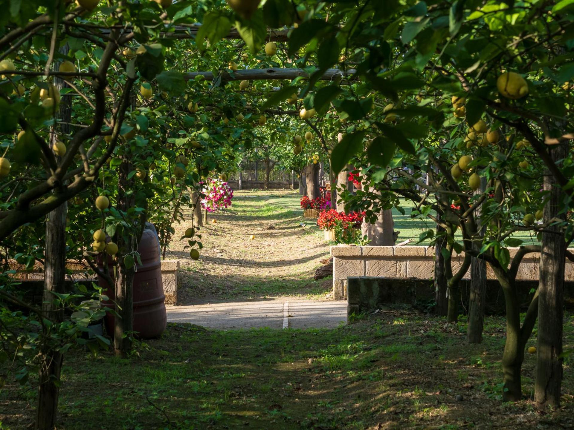 Giardino Di Nonno Lucio - Surrounded By Lemon Tree Villa Piano di Sorrento Bagian luar foto