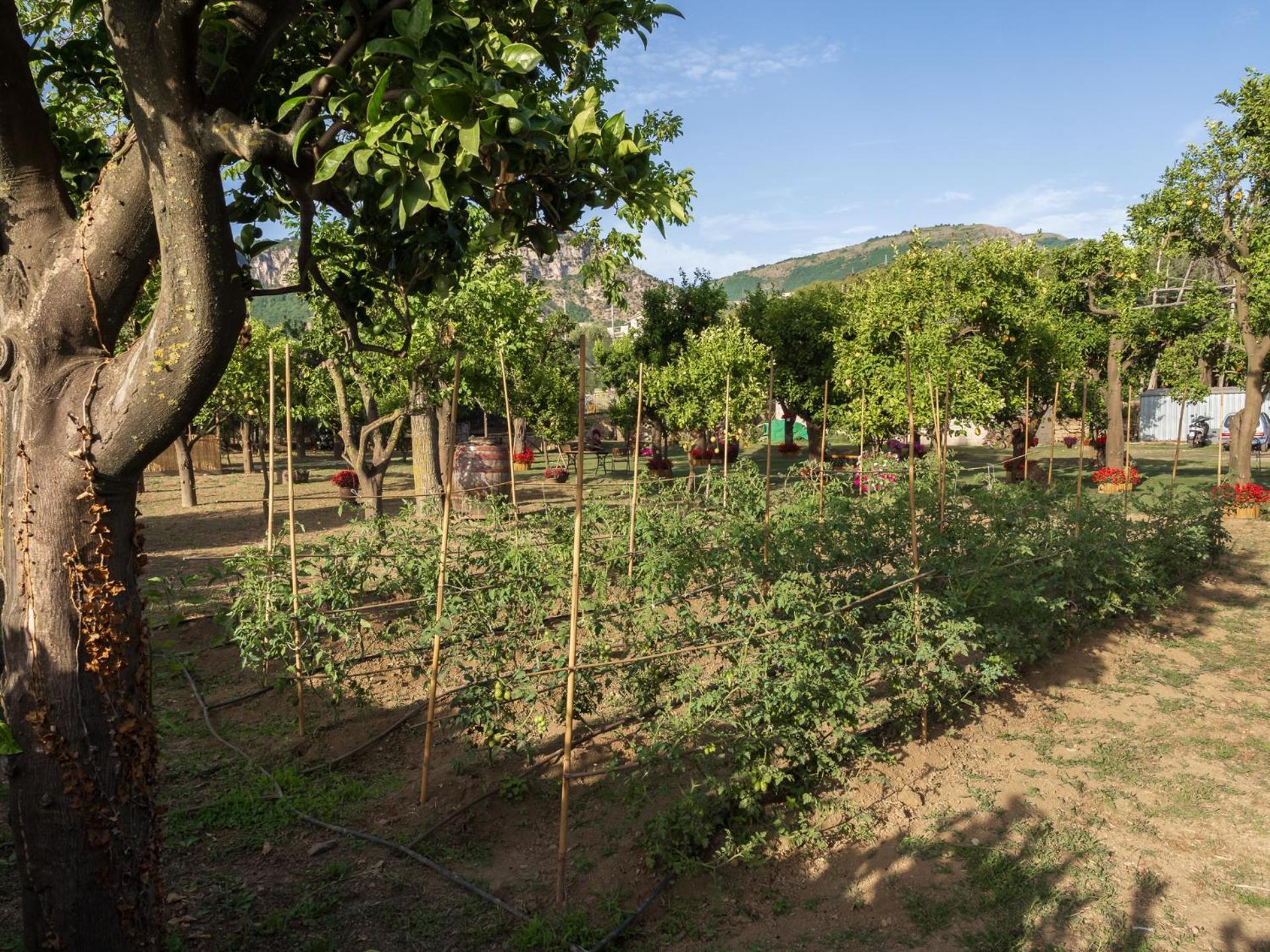 Giardino Di Nonno Lucio - Surrounded By Lemon Tree Villa Piano di Sorrento Bagian luar foto