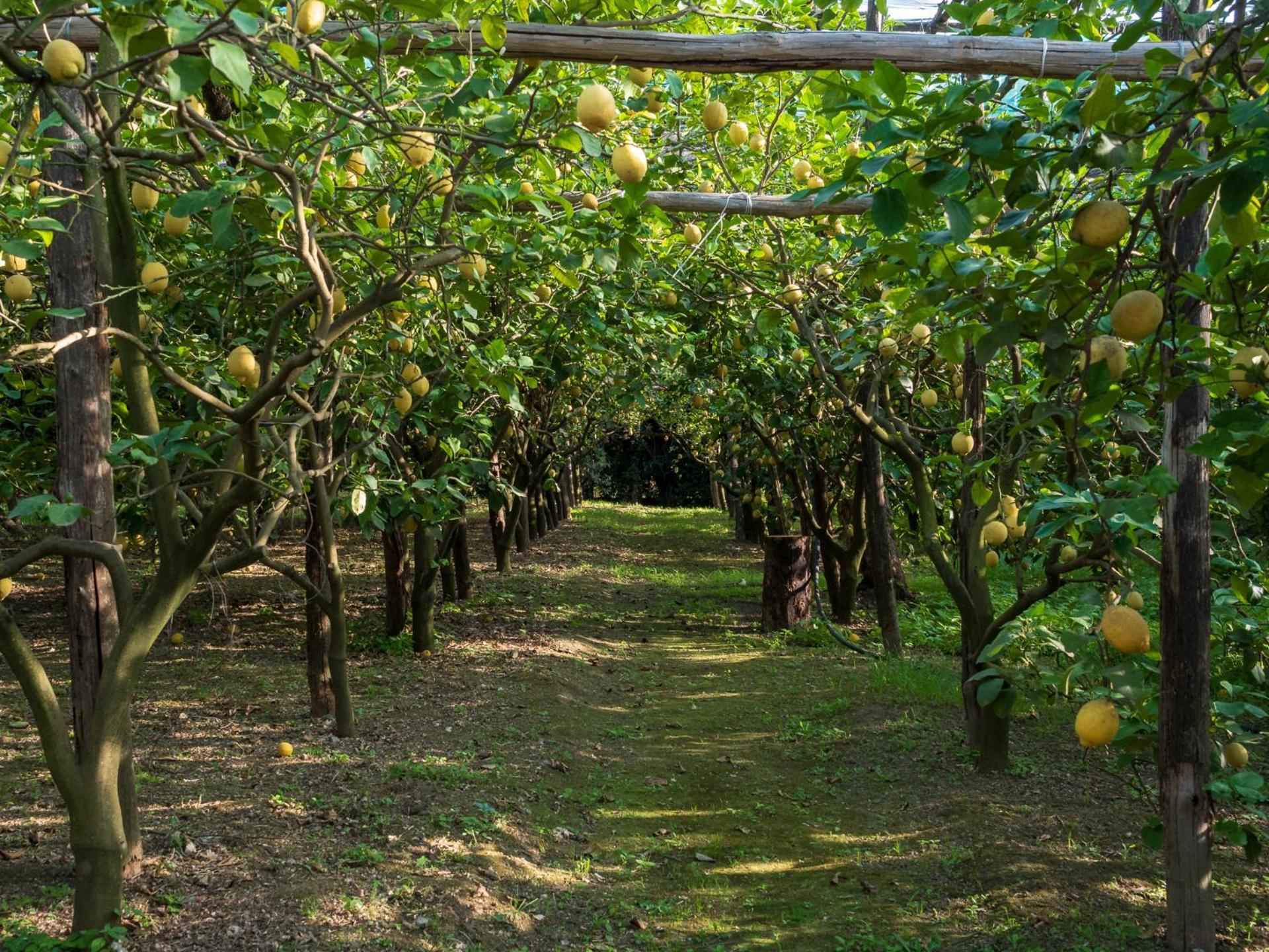 Giardino Di Nonno Lucio - Surrounded By Lemon Tree Villa Piano di Sorrento Bagian luar foto